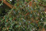 Ficus benjamina
