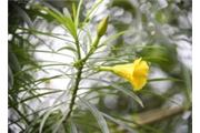 Thevetia peruviana