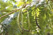 Senna spectabilis (Cassia spectabilis)