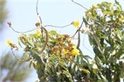 Markhamia lutea
