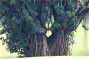 Ficus elastica