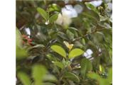 Syzygium australe