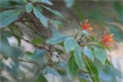 Hamelia patens