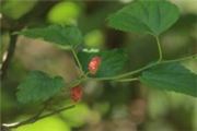Morus alba