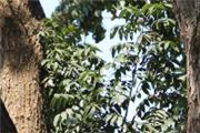 Swietenia macrophylla
