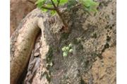 Ficus exasperata