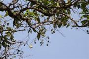 Morinda lucida