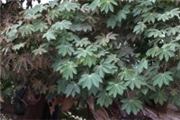 Manihot carthaginensis