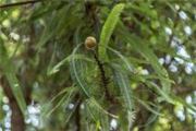 Phyllanthus emblica
