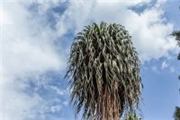 Beaucarnea recurvate