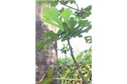 Ficus carica