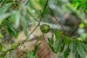 Rothmannia urcelliformis (Randia urcelliformis)