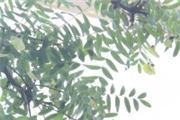 Tipuana tipu